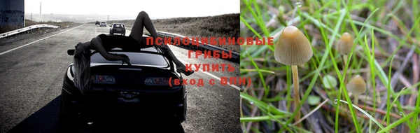 сатива Новозыбков