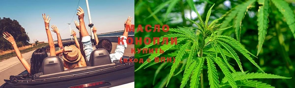 сатива Новозыбков